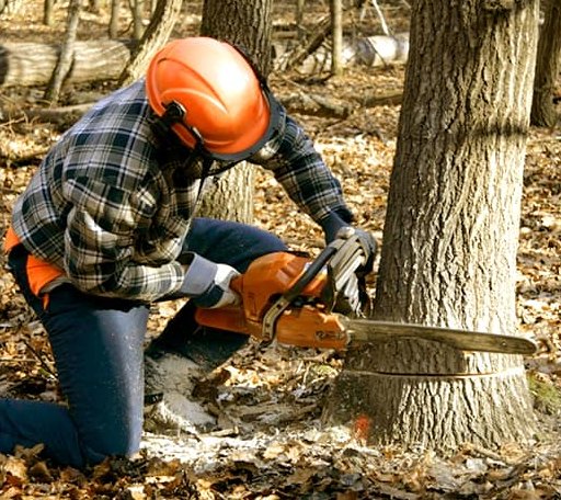 Arborist assessing tree health in Nebraska